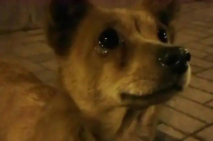 成都小姐姐狗,成都小姐姐与她的狗狗温馨日常