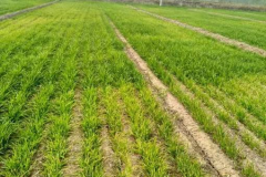 爱秀小麦除草剂,高效、安全、绿色农业新选择